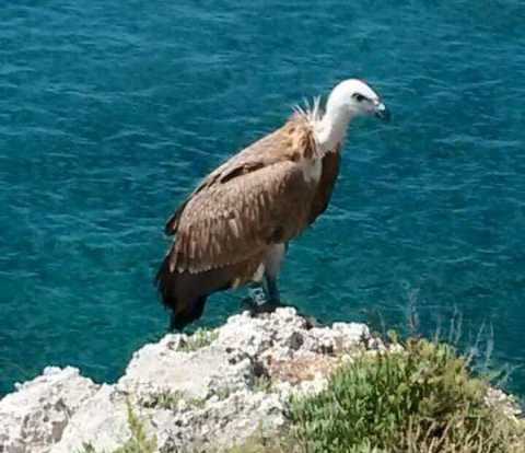 Avvistato un grifone sulla costa salentina: evento rarissimo. Il video